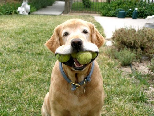 fetch the ball